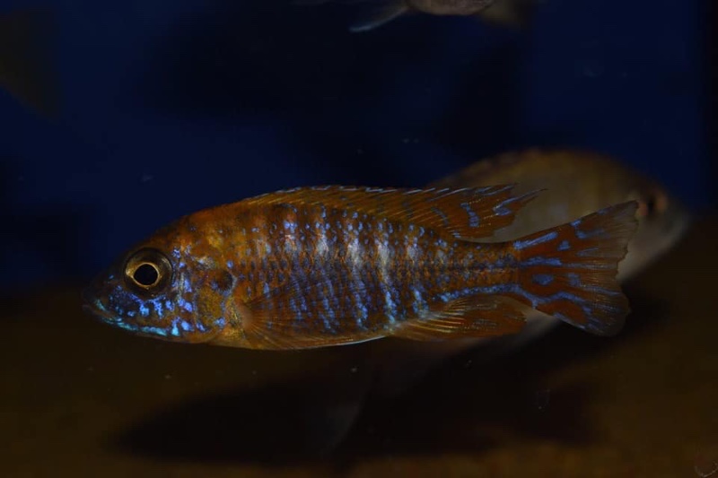 Aulonocara sp. 'stuartgranti maleri' Chidunga Rocks